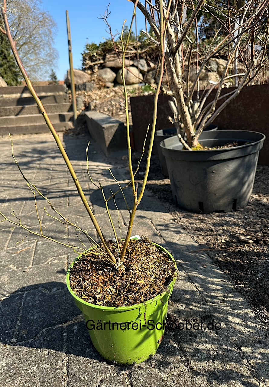 Vaccinium corymbosum „Spartan “ (i.3l Topf), Blaubeeren