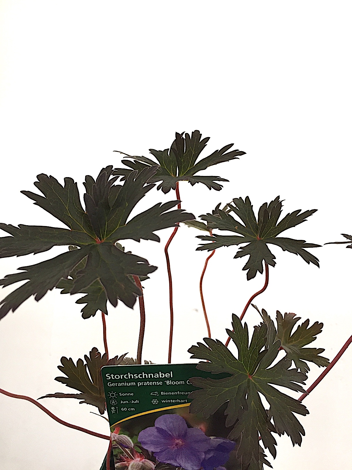 Geranium pratense „Bloom Chocolatta®“ (i.11cmT.), Storchenschnabel