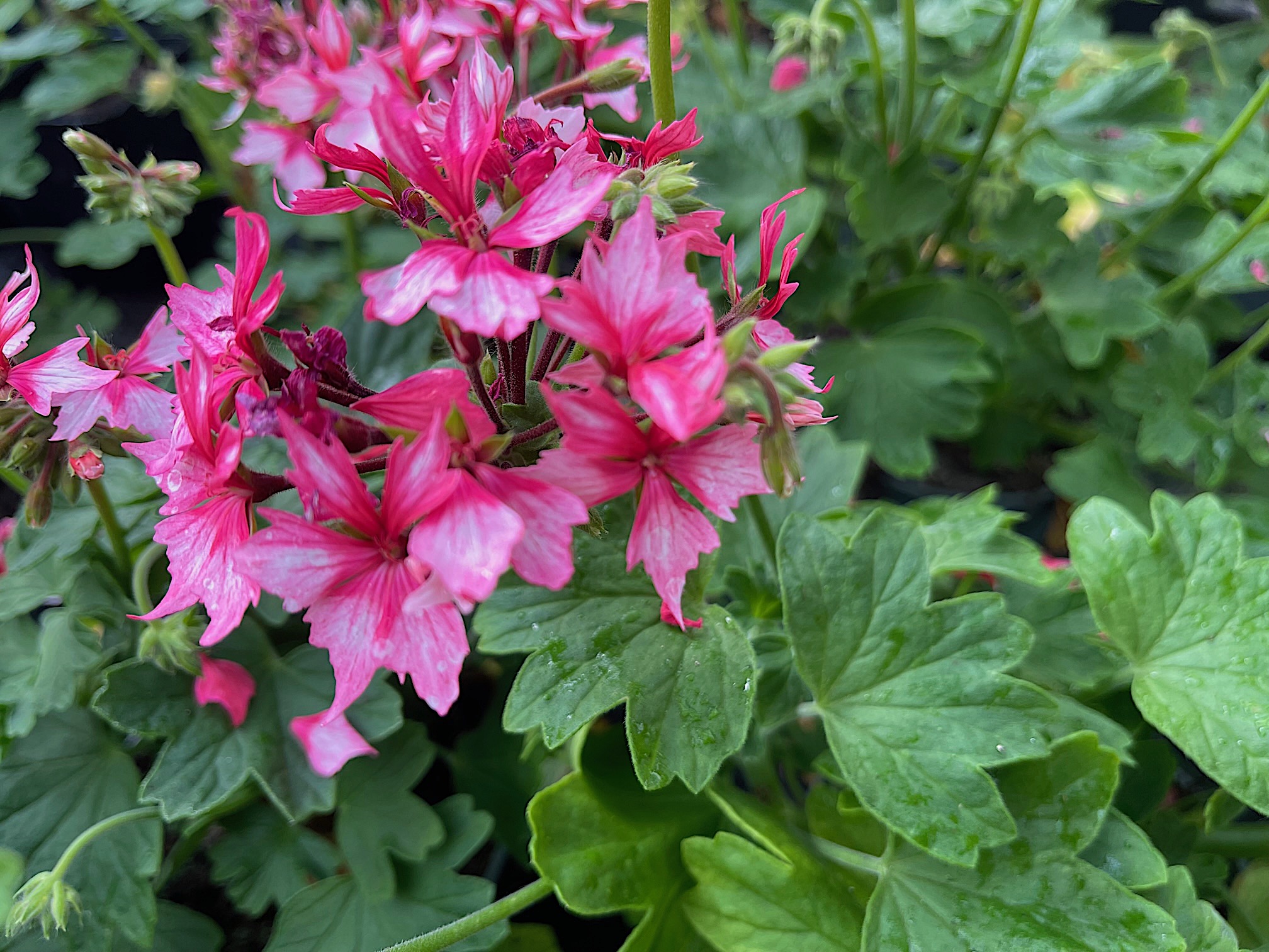 Pelargonium Sternblütige  ´Fireworks Pink`(i10 cmT.)