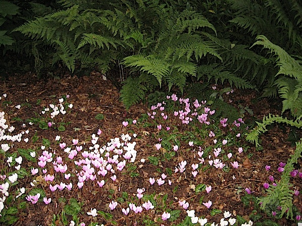 Cyclamen hederifolium "Mix im 12 er Pack"-5,50€ einzeln (i.9cmT.)