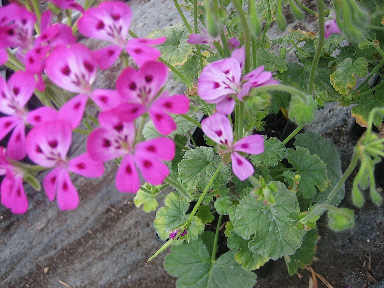 Pelargonium x stapletonii (i.10cmT.)