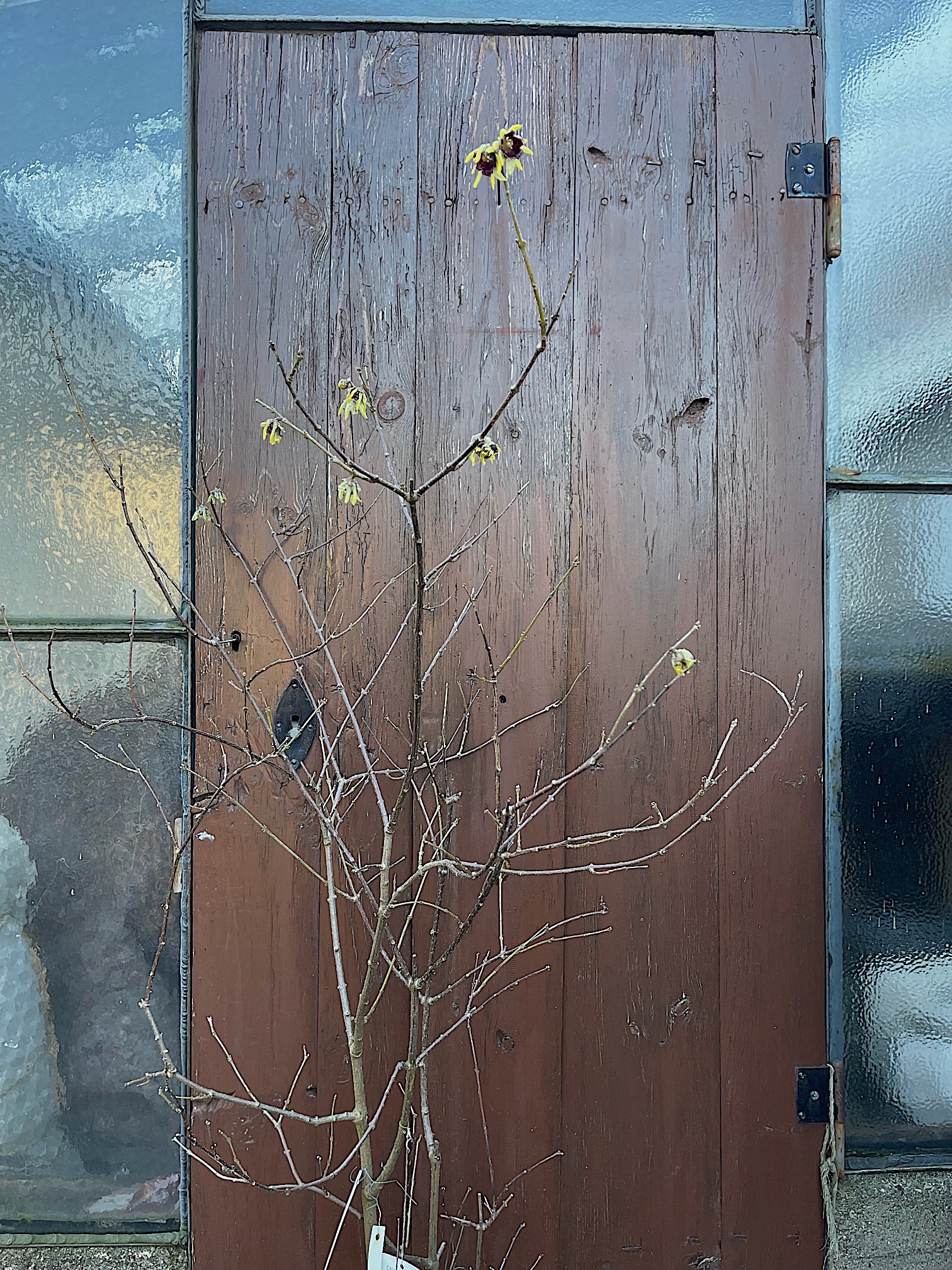 Chimonanthus praecox (i.10l T.) jetzt 60-80 cm, Chinesische Winterblüte