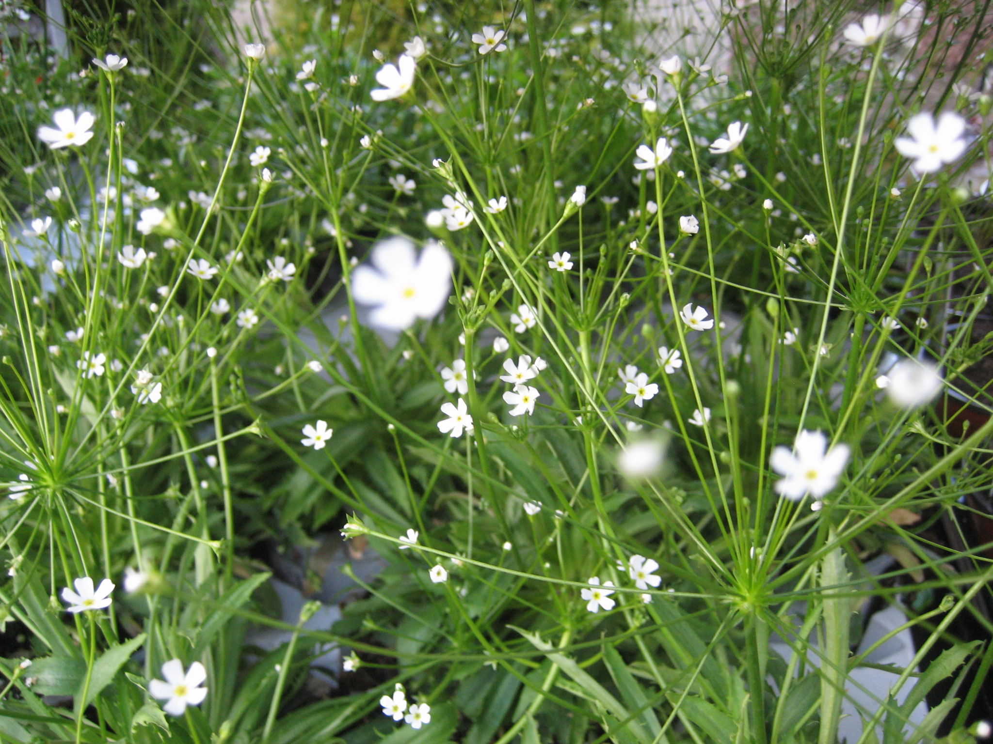 Androsacae septentrionalis  Mannsschild, (i. 10 cmT.)