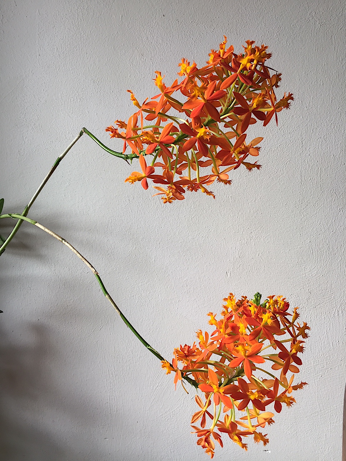 Epidendrum radicans „Orange Star Hybride“ (i.10-11cmT.),Feuer- Stern- Orchidee