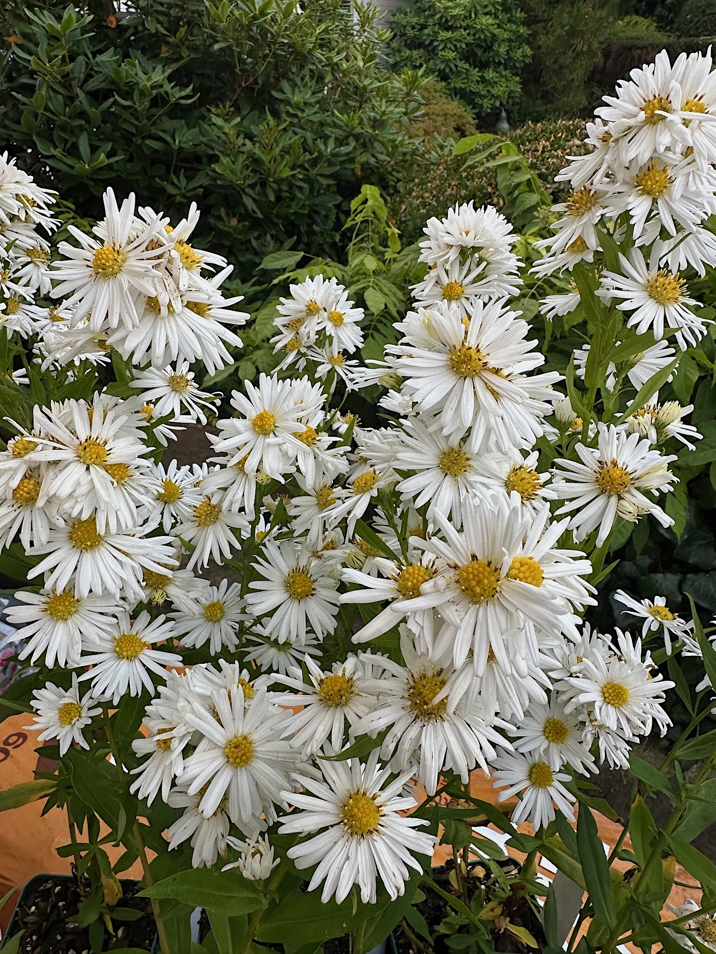 Aster novi-belgii Schneeberg“ (i.11cmT.), Glattblatt-Aster weiss