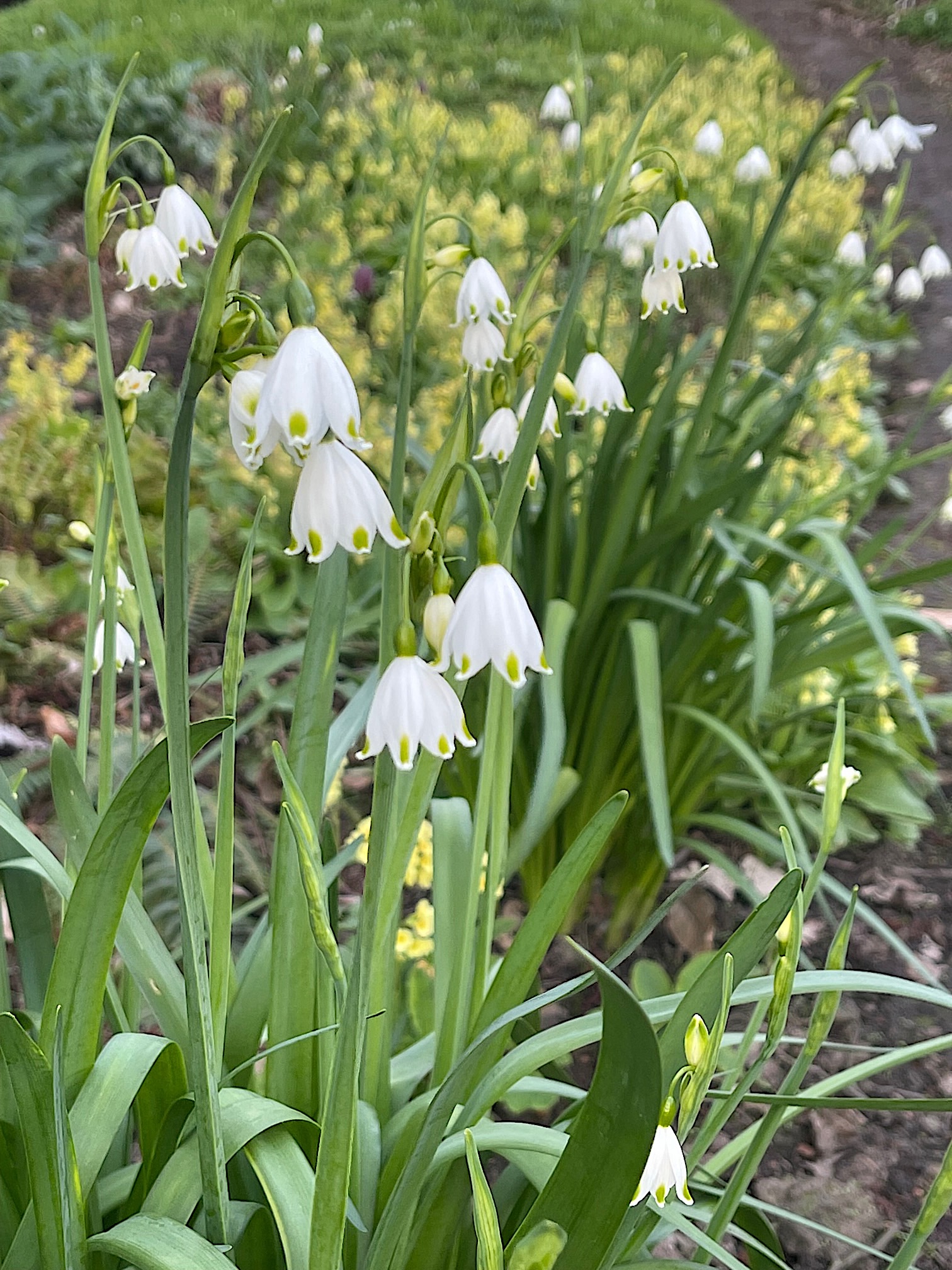 Leucojum vernum (2 Zwiebeln i. pro 10cmT) Echter Märzenbecher