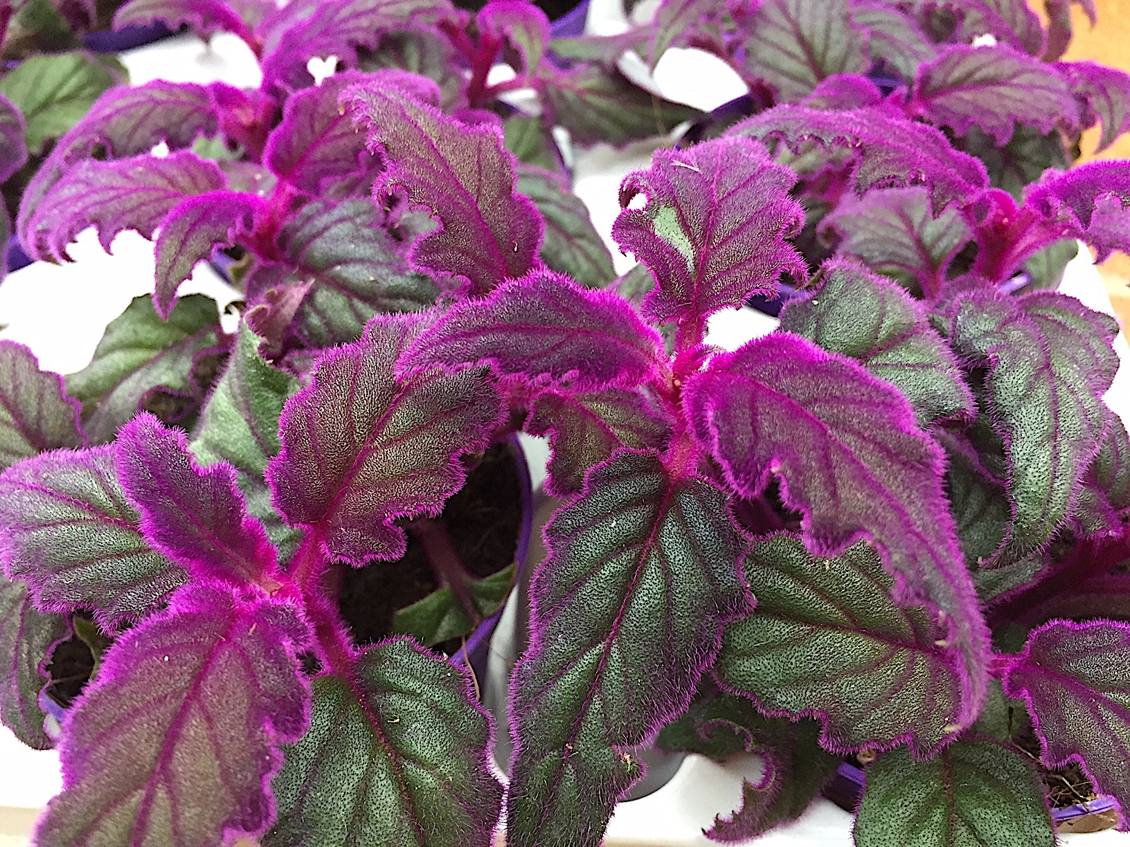 Gynura aurantiaca (i.7cmT.), Samtpflanze