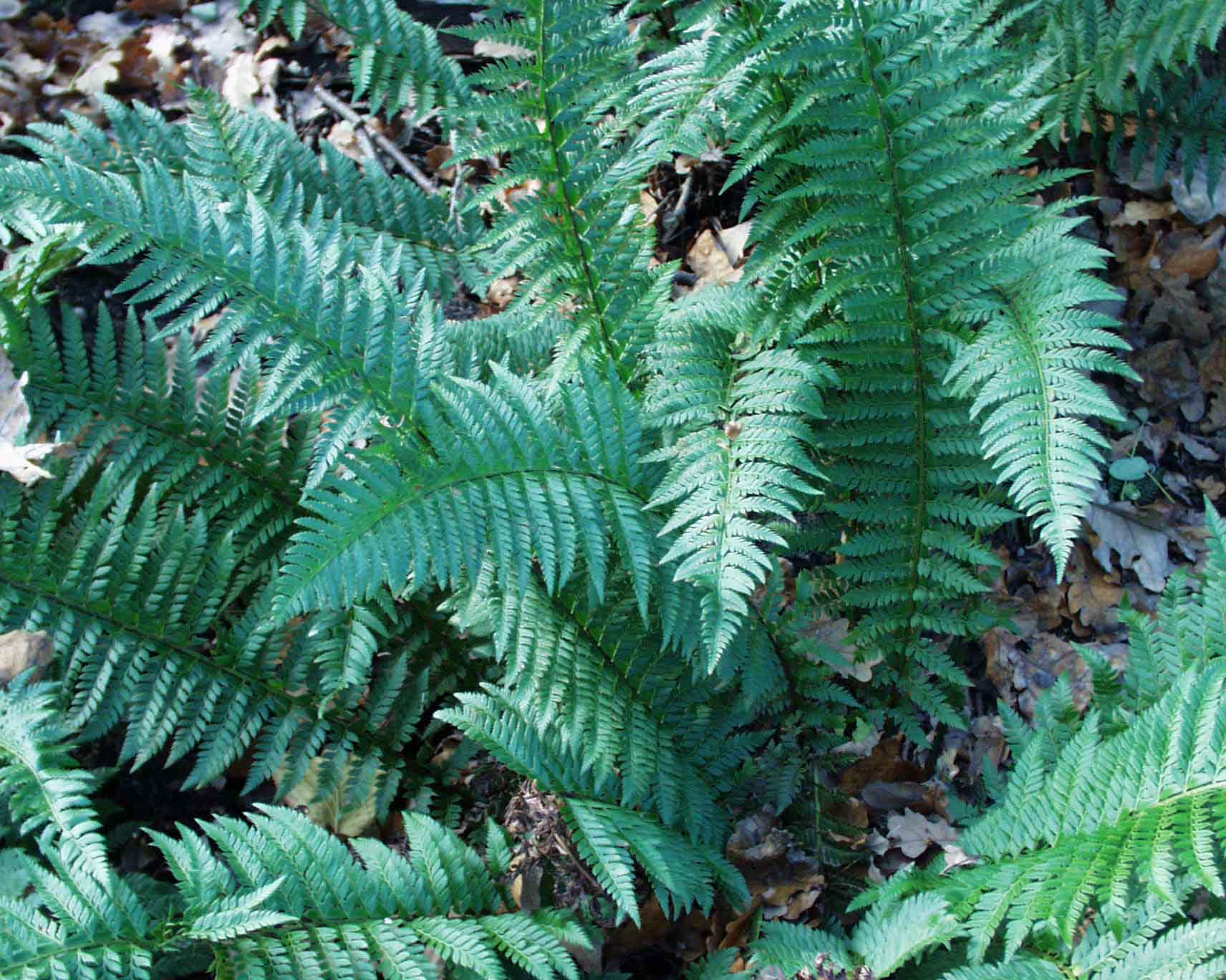 Polystichum aculeatum (i.9cm T.) Glanzschildfarn