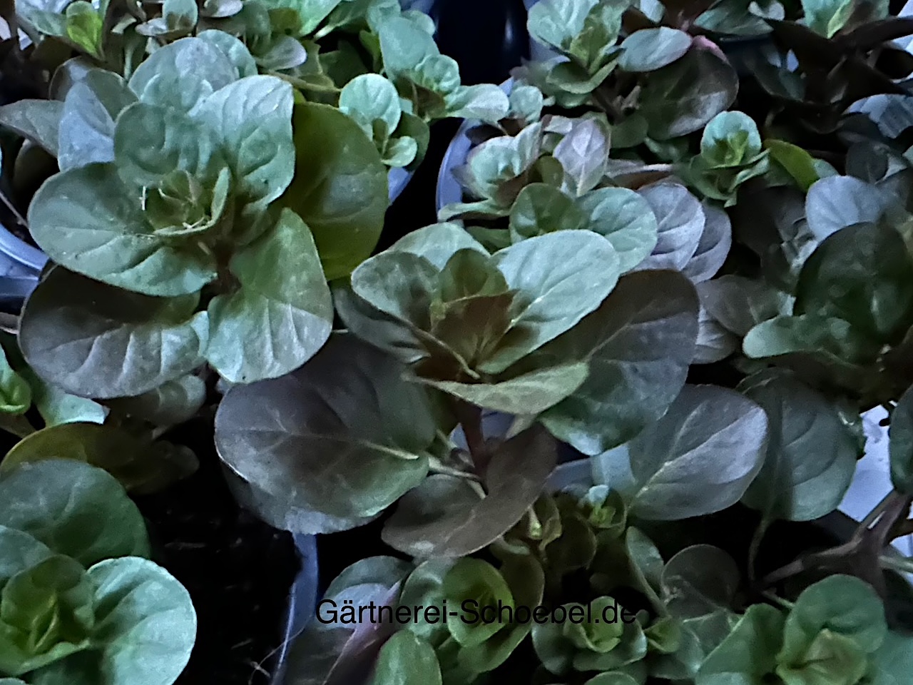 Mentha piperita v. citrata ´Orange` (i.12 cmTopf) Orangenminze