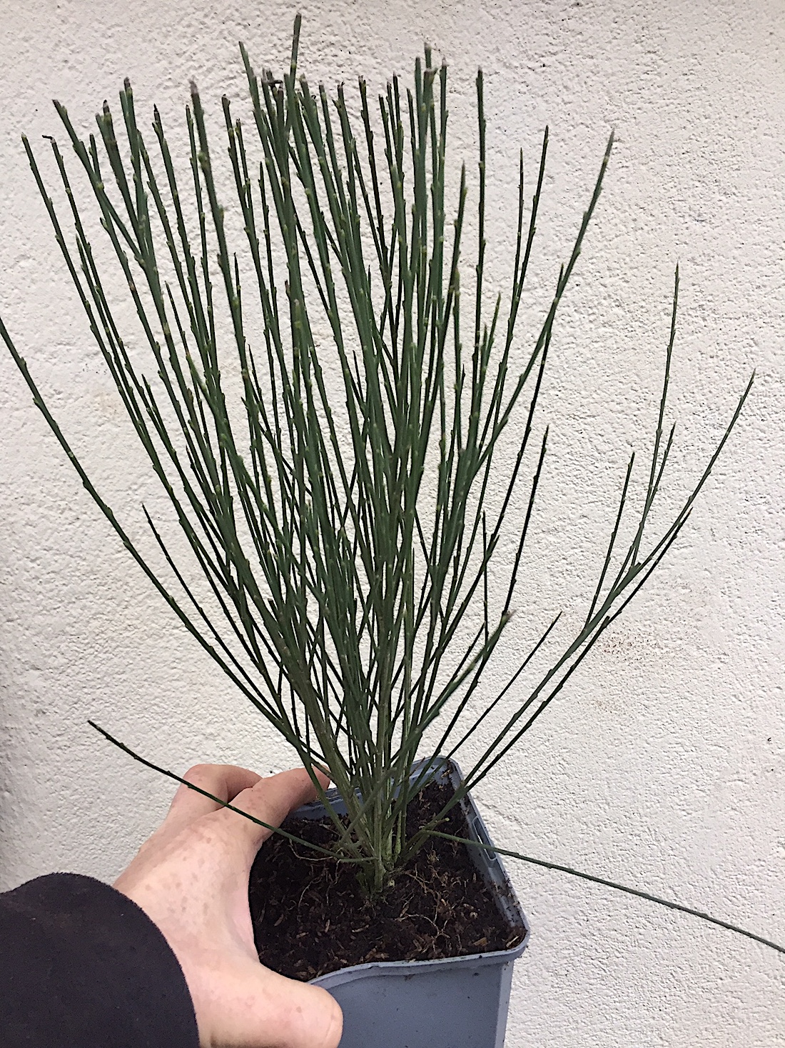 Cytisus praecox „Allgold“ (i.12cmT.), Ginster Duft