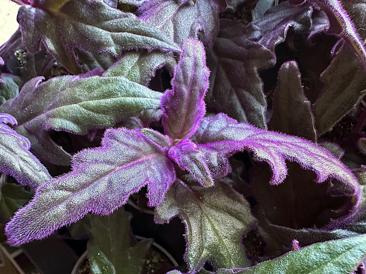 Gynura aurantiaca (i.7cmT.), Samtpflanze