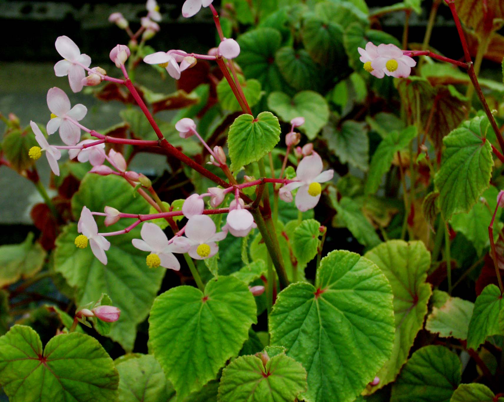Begonia grandis syn. evansiana  Begonie (i.9cmT.)