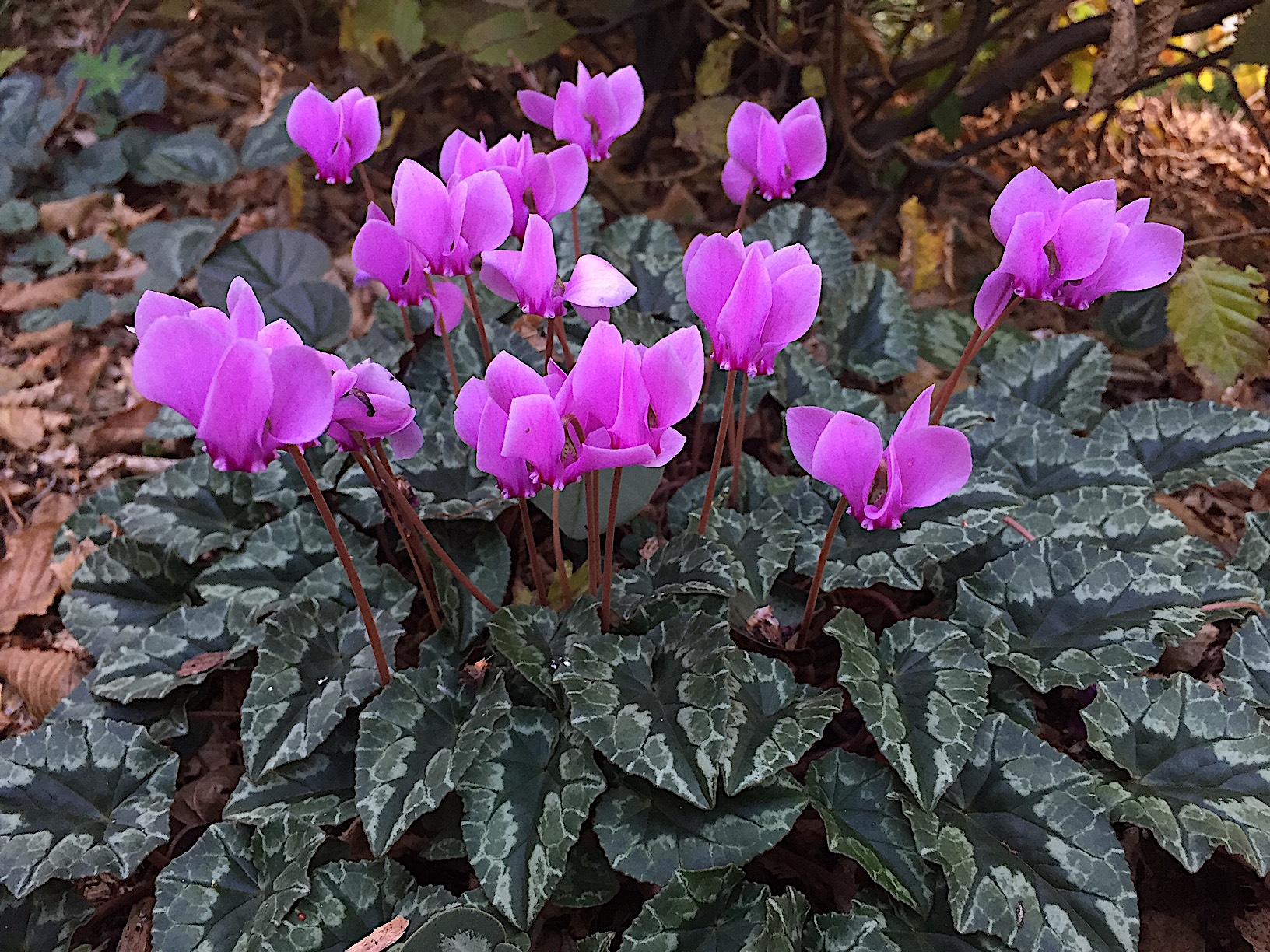 Cyclamen hederifolium "Ivy Ice Purple" (i.9cmT.)