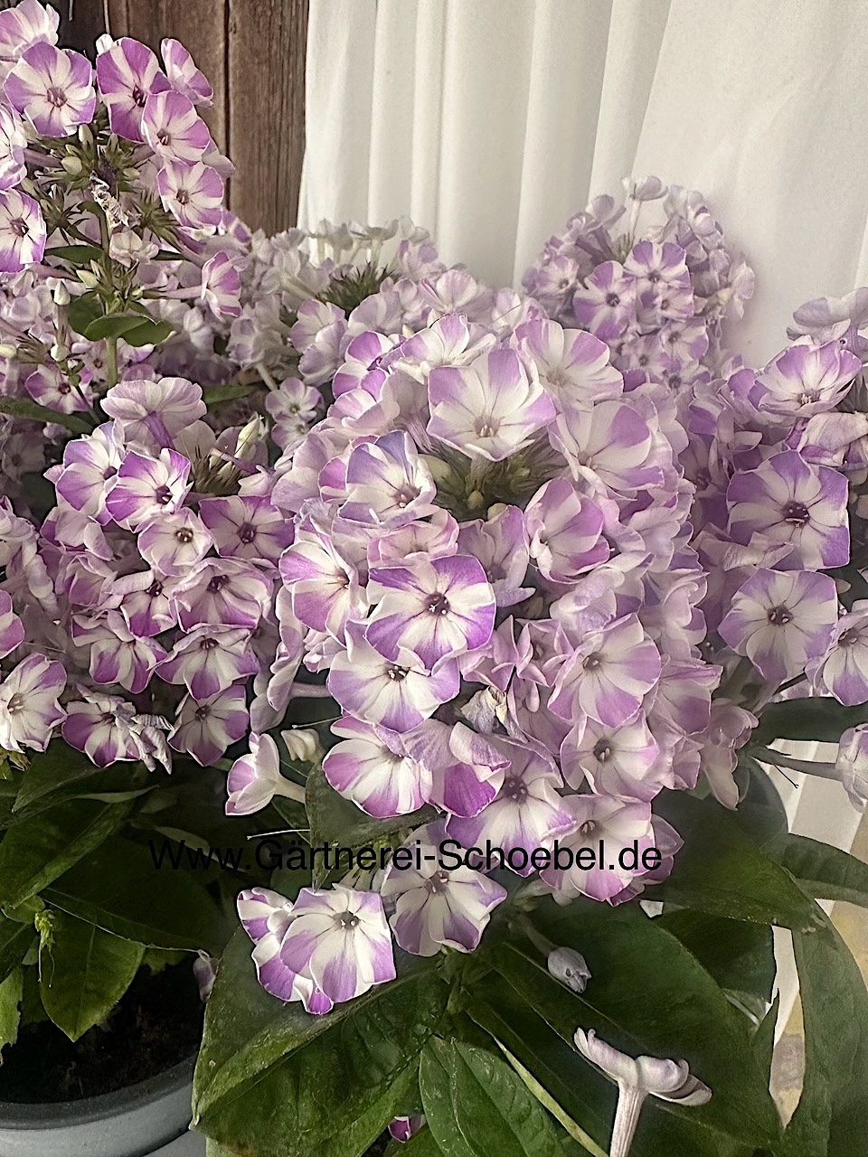 Phlox paniculata „lila weiss gestreift“ (i. 13cm T.), Sommer - Phlox-aussergewöhnlich. Auslese