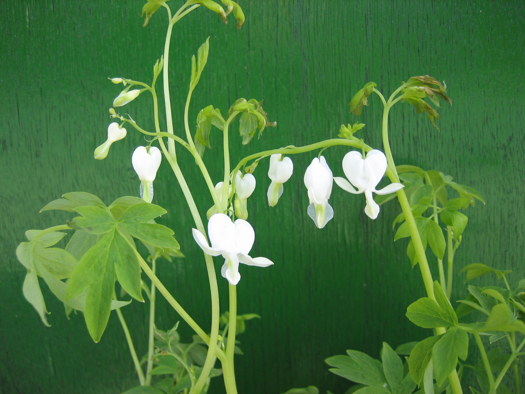 Dicentra spectabilis Àlba` (i. 11cm Topf) Tränendes Herz