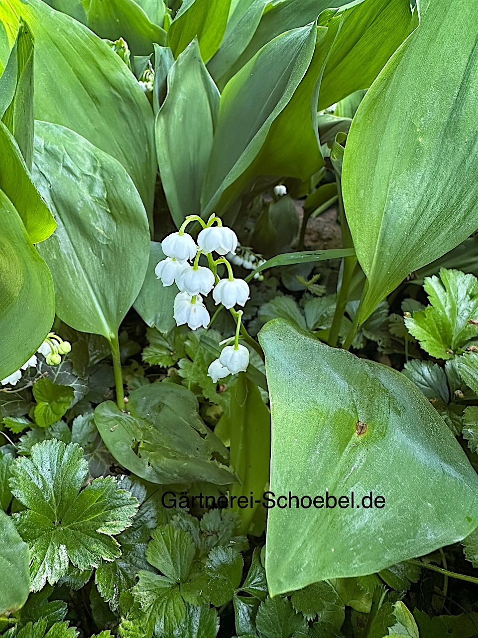 Convallaria majalis (i.9cm T.) Maiglöckchen