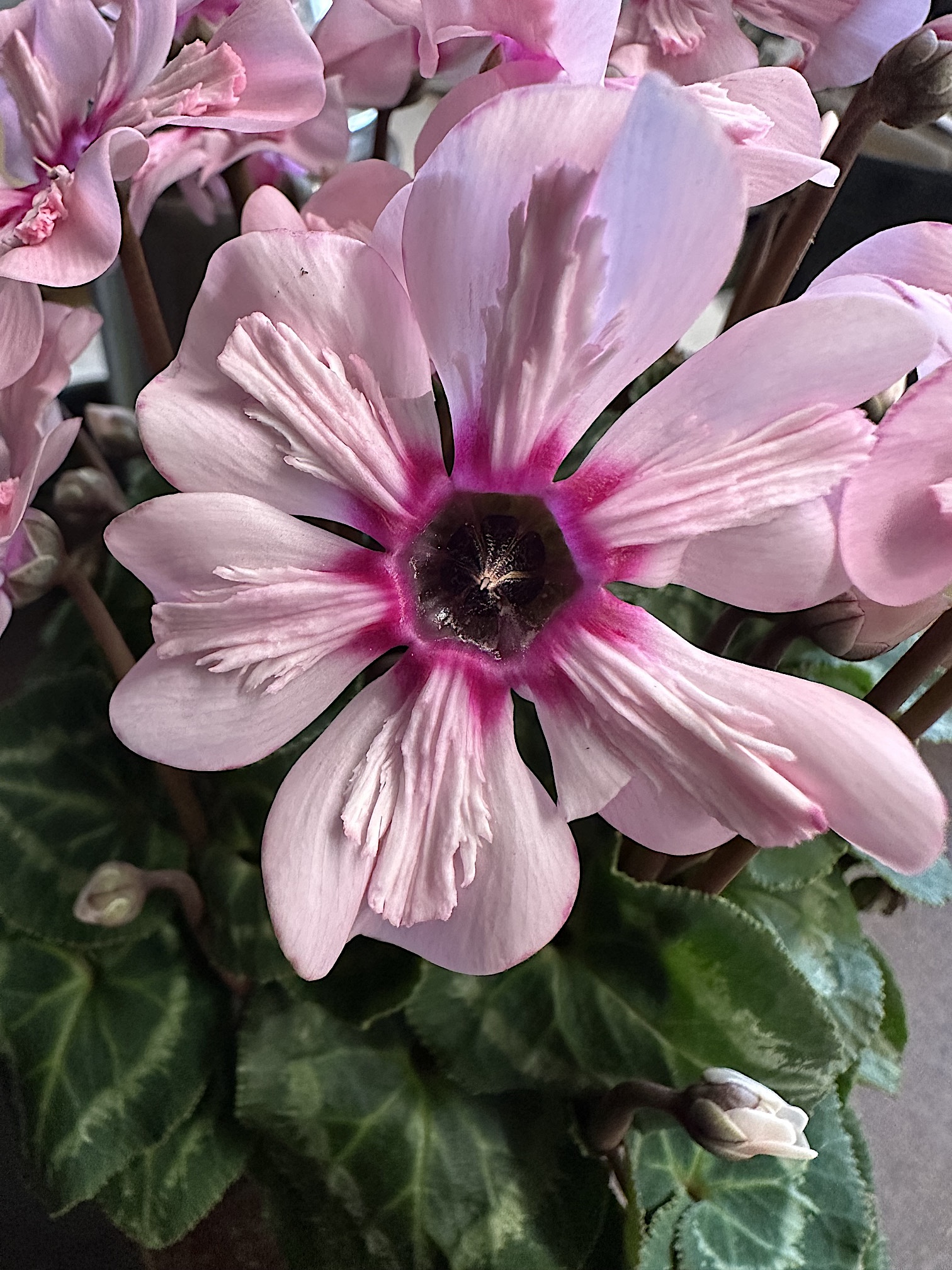 Cyclamen  persicum  Hybride „Illusia“ (i.11cmT.), Alpenveilchen