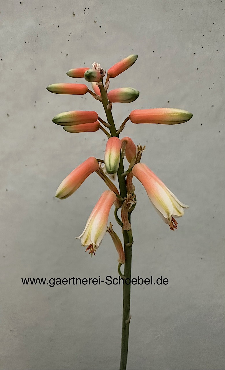 Aloe zebrina „Danyz“ (i.10 cmT.) Seestern Aloe
