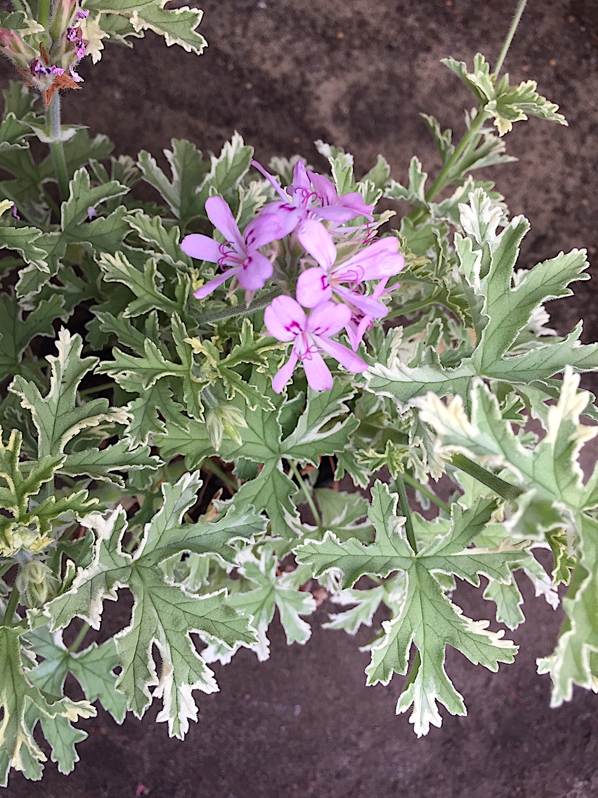 Pelargonium graveolens ´Lady Plymouth` (i.10cmT.)