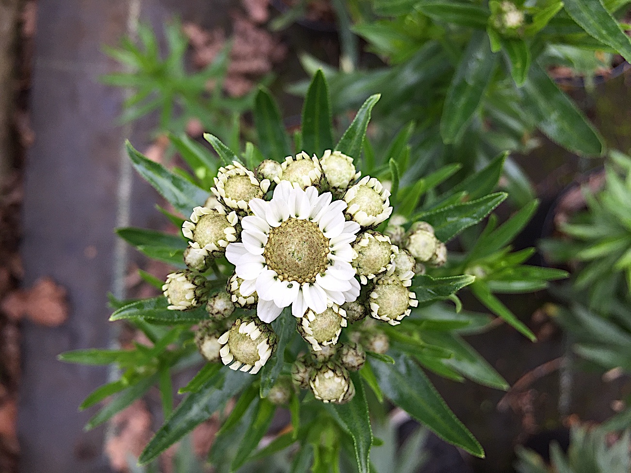 Achillea ptarmica „Nana compacta“ (i.9cmT.), Schaf Garbe
