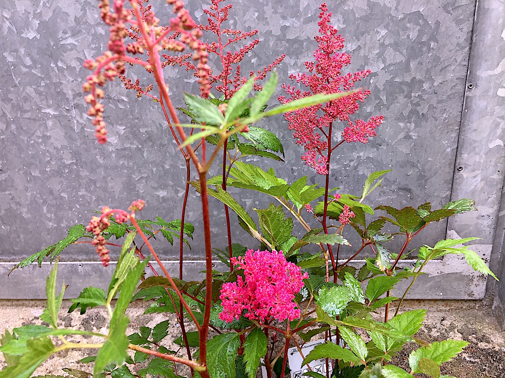 Astilbe japonica „Montgomery“ (i.11cmT.), Prachtspiere