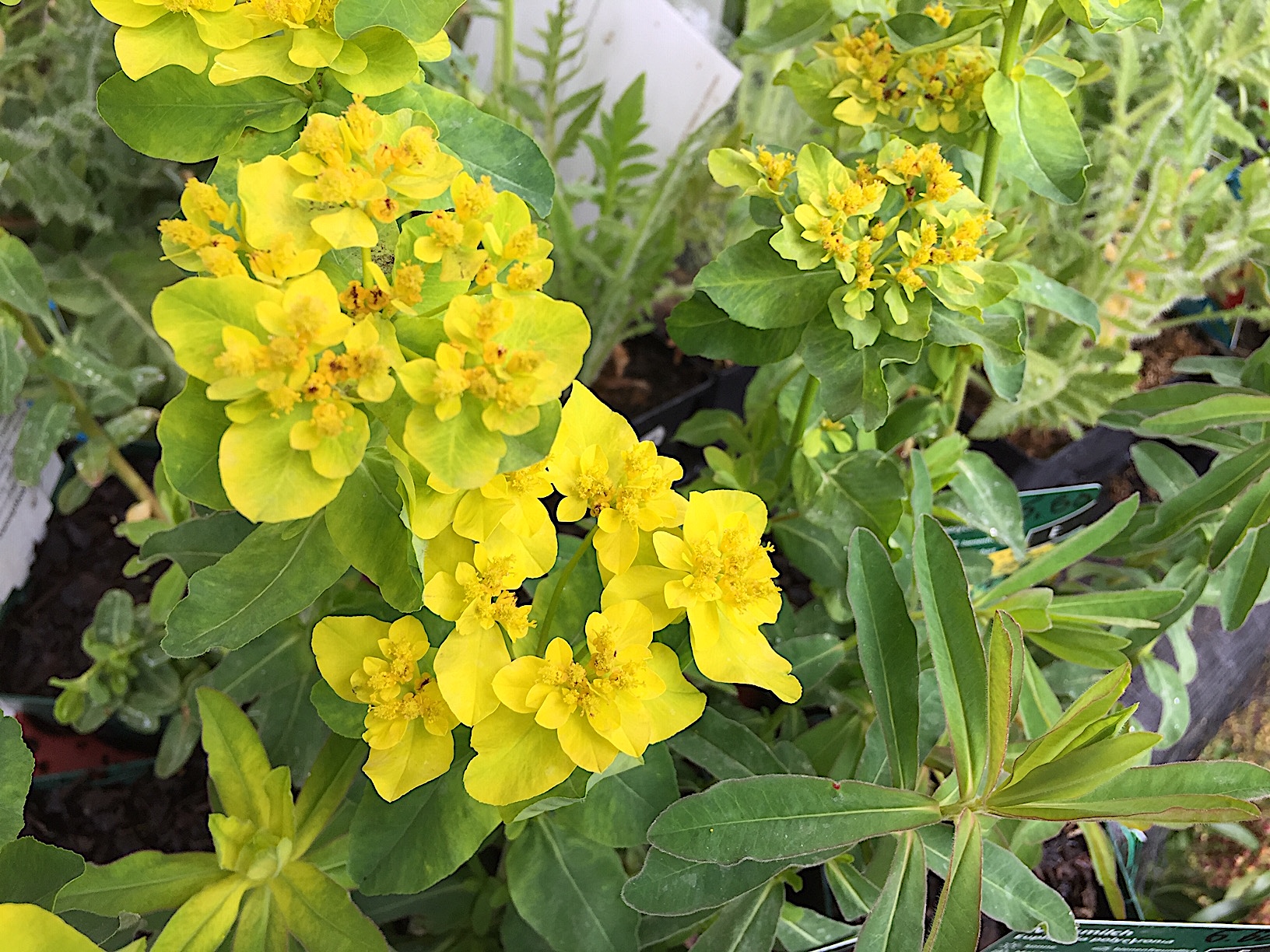 Euphorbia polychroma (i.11cmT.), Wolfsmilch