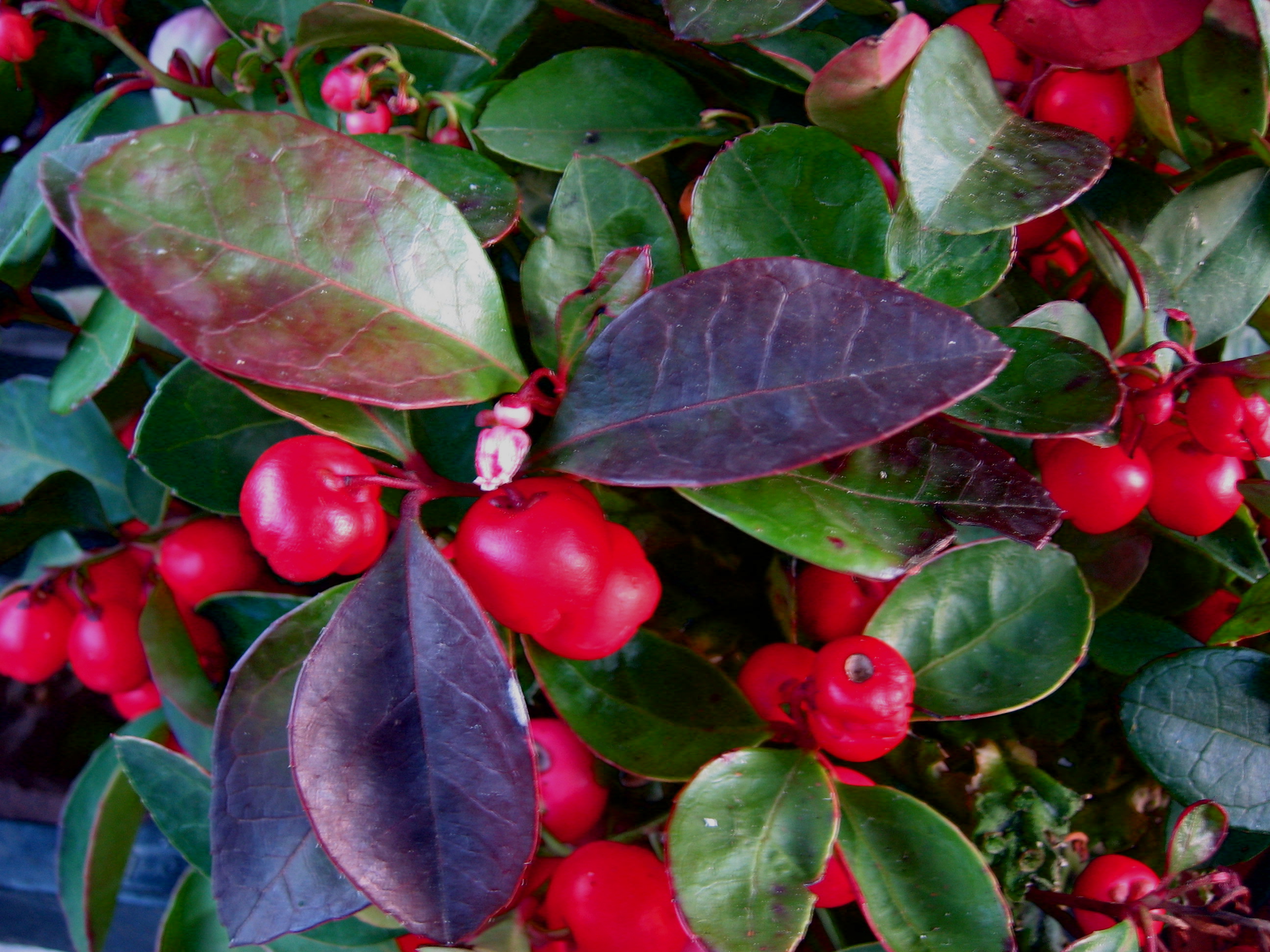 Gaultheria procumbens (i.12cmT.) Rebhuhnbeere
