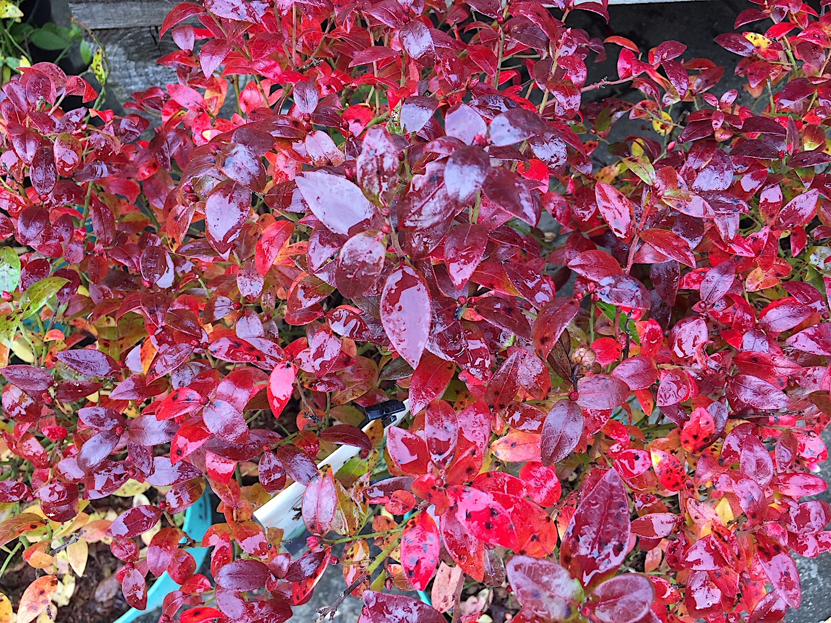 Vaccinium angustifolium „Brazel Berry“ R(i.15cmT.) , Heidelbeere, Berrybux