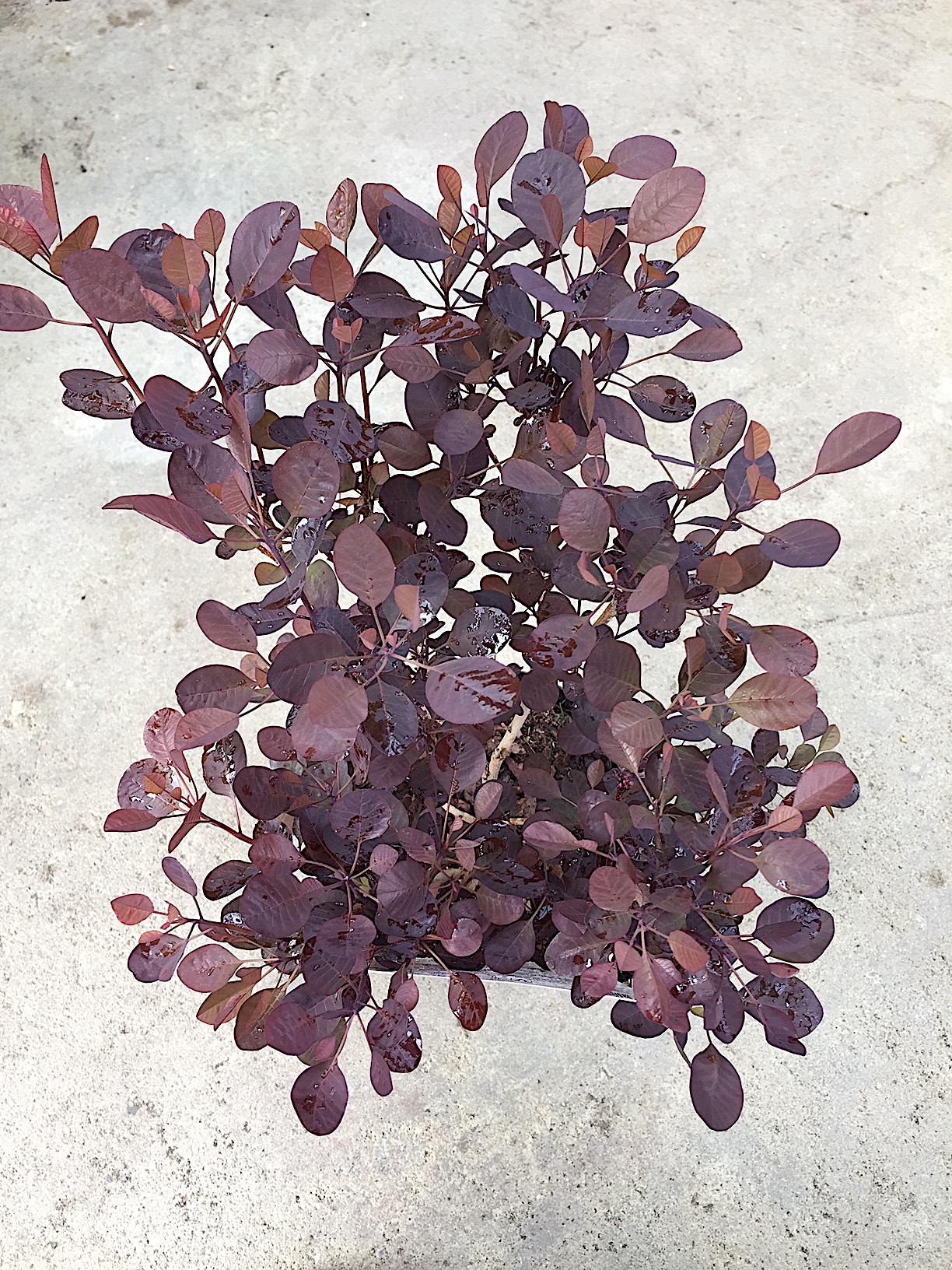 Cotinus coggygria „Lilla“ R (i.17cmT.)