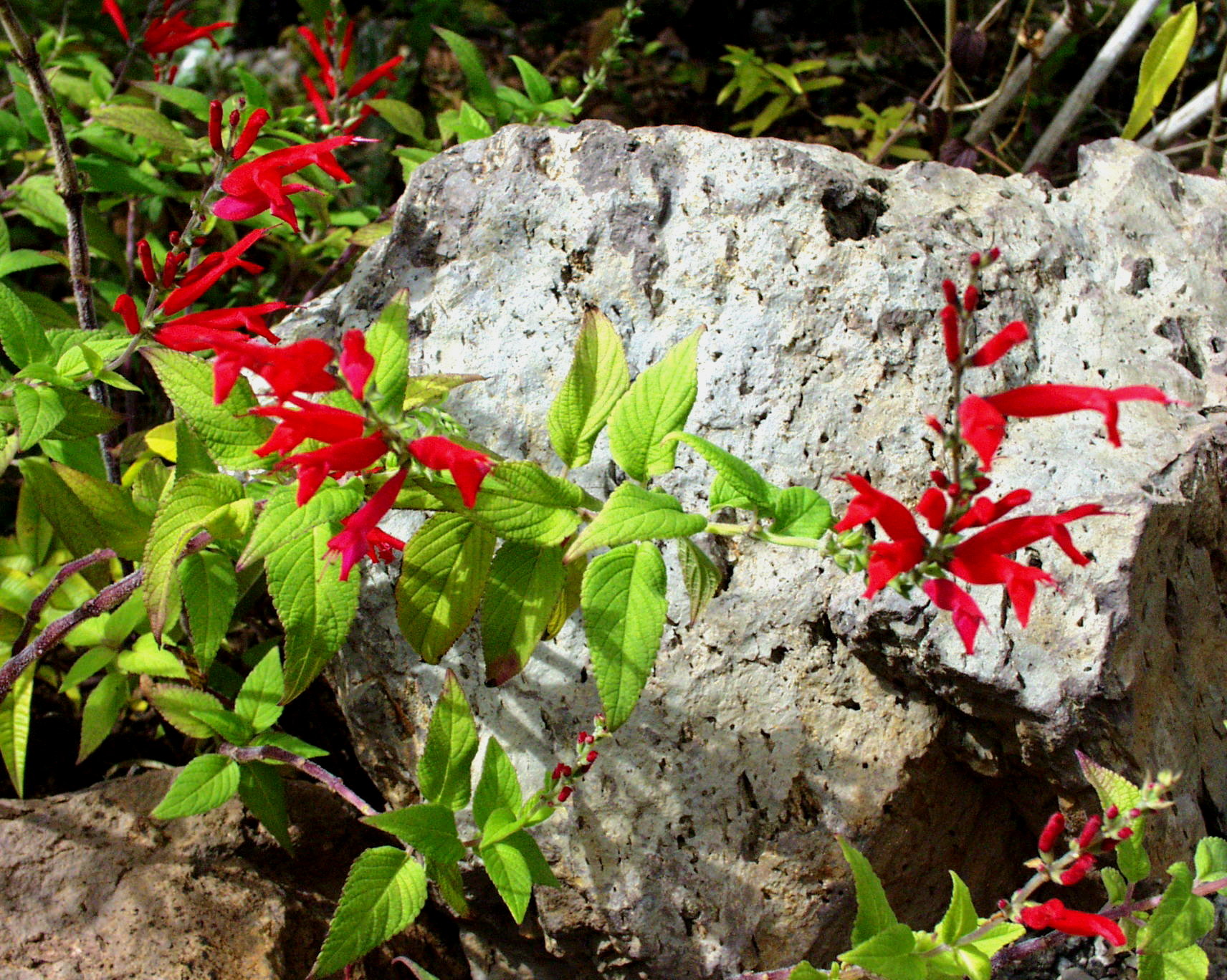 Salvia rutilans (i. 11 cm T.) Ananassalbei