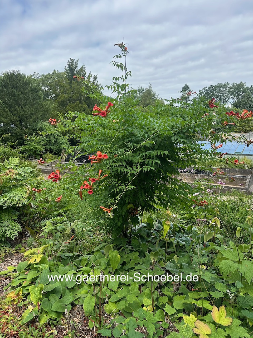 Campsis tagliabueana „Mme Galen“ (i. ca 1,5lT.), Trompetenblume, Klettertrompete