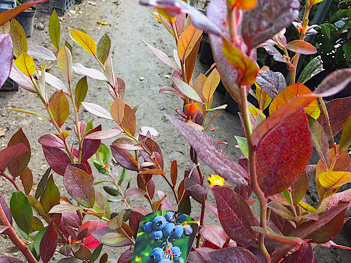 Vaccinium corymbosum „Goldtraube 71“ (i.3l Topf), Blaubeeren