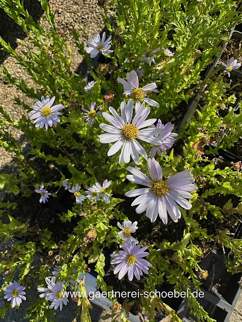 Kalimeris incisa„Blue Star“ (i.9cmT.), Sibirische Buschaster, Schönaster
