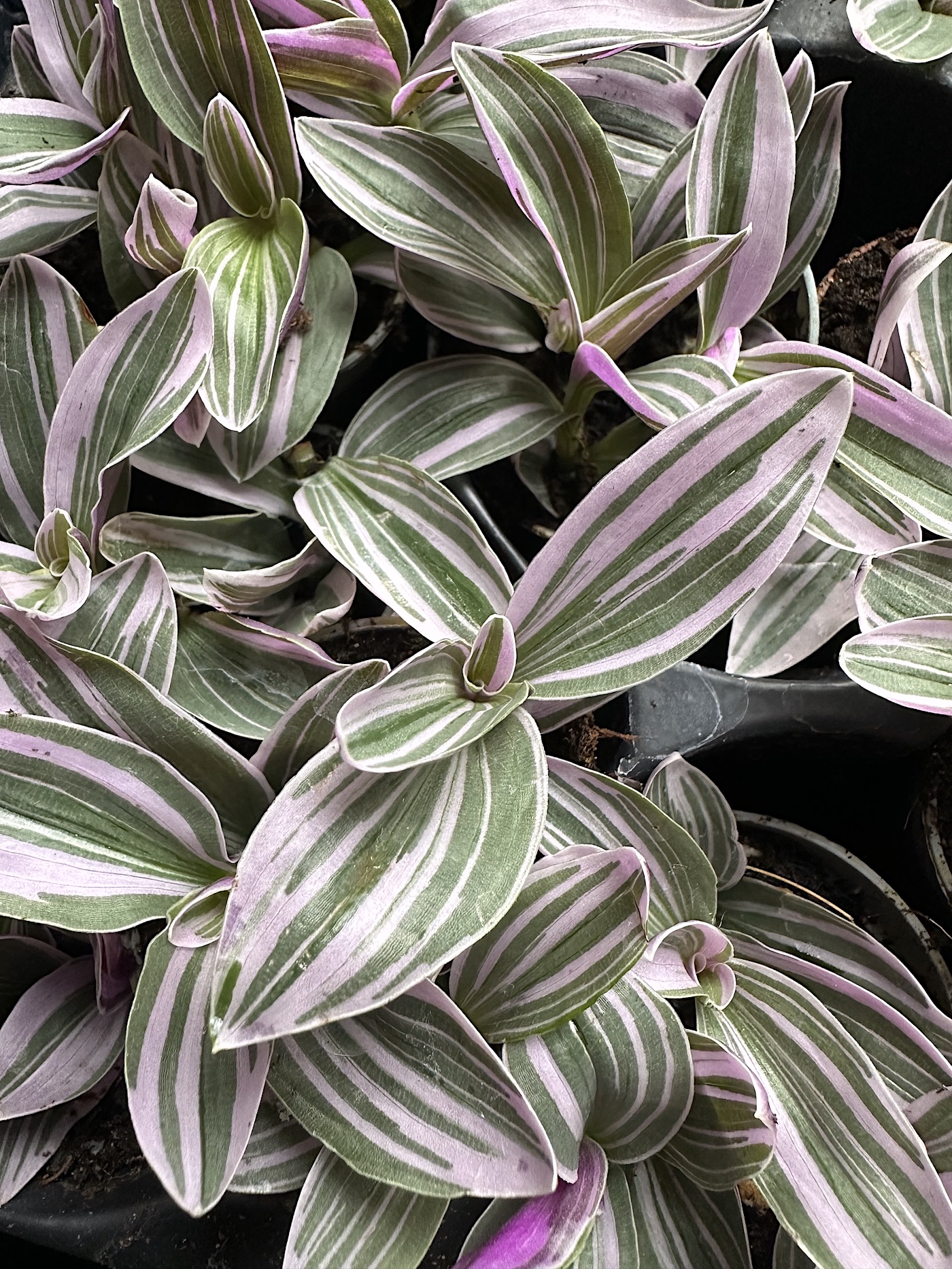 Tradescantia „ Nanouk “ (i.5-6cmT.), Dreimaster Blume