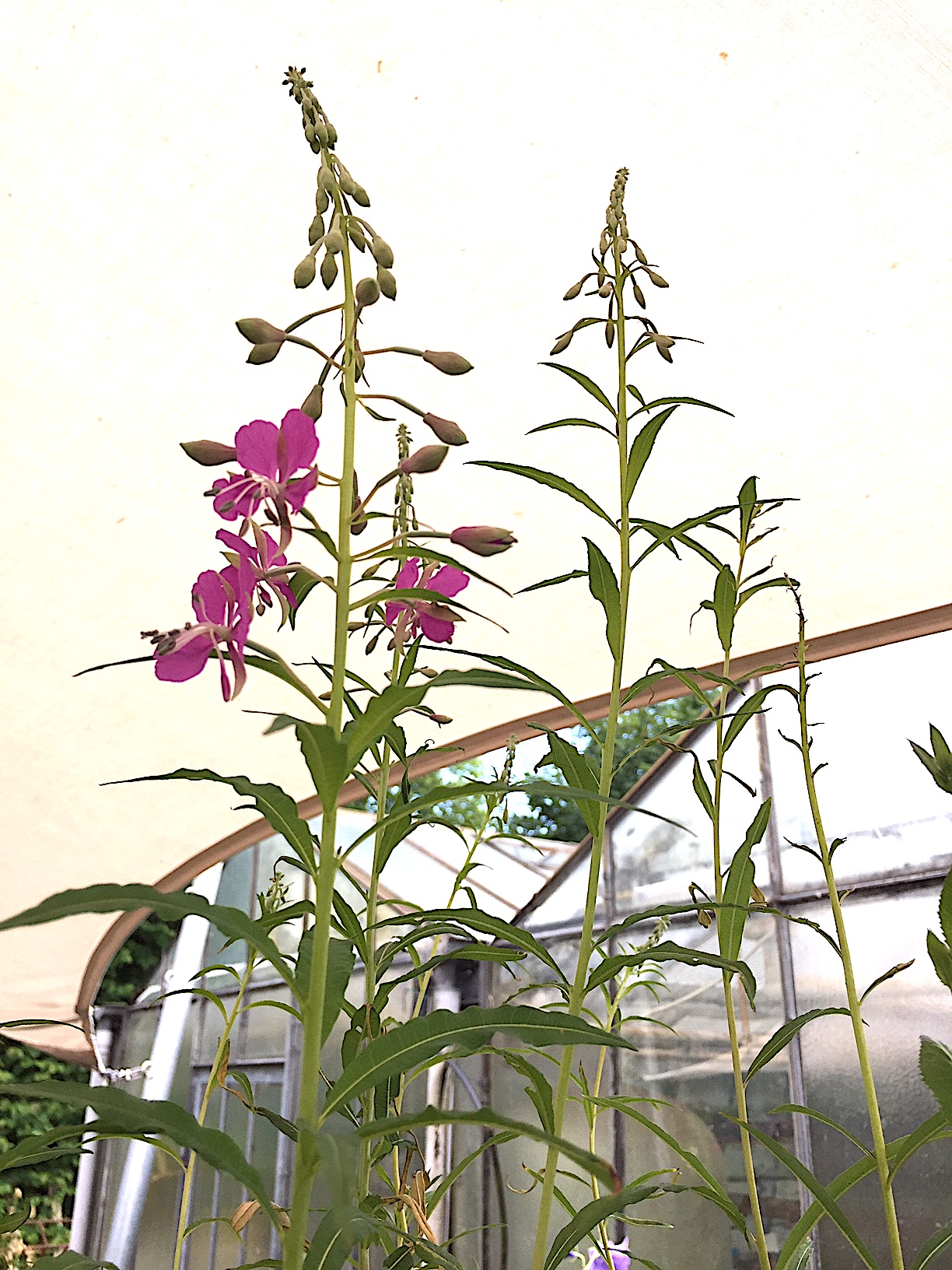 Epilobium angustifolium ´Stahlrose`(9cmT.) Weidenröschen