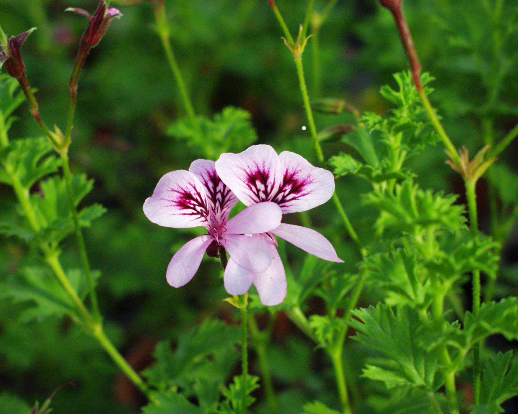 Pelargonium  ´Strawberry`(i.10-11cmT.)
