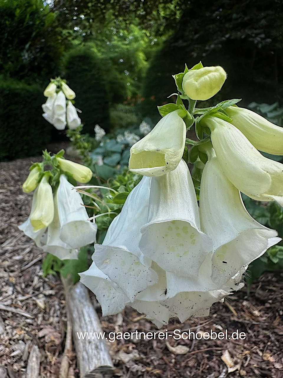 Digitalis purpurea ´Alba` (i.9cmT.) Fingerhut
