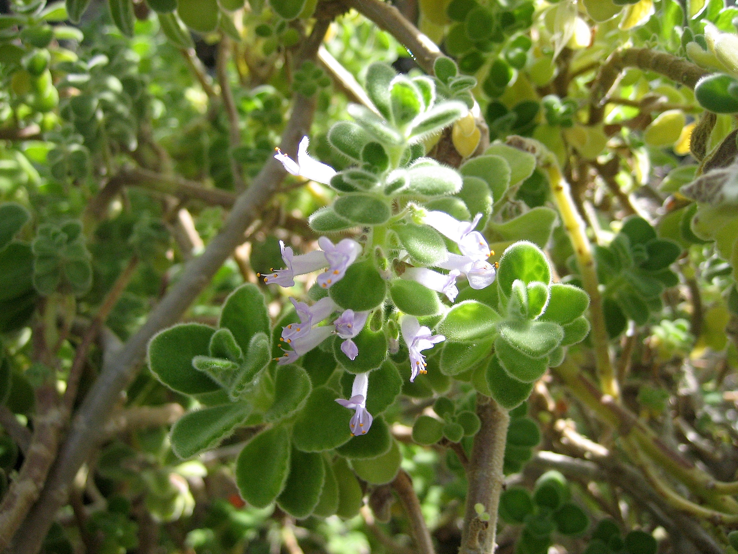Plectranthus purpuratus  Cubanischer Oregano (i.9cmT.)