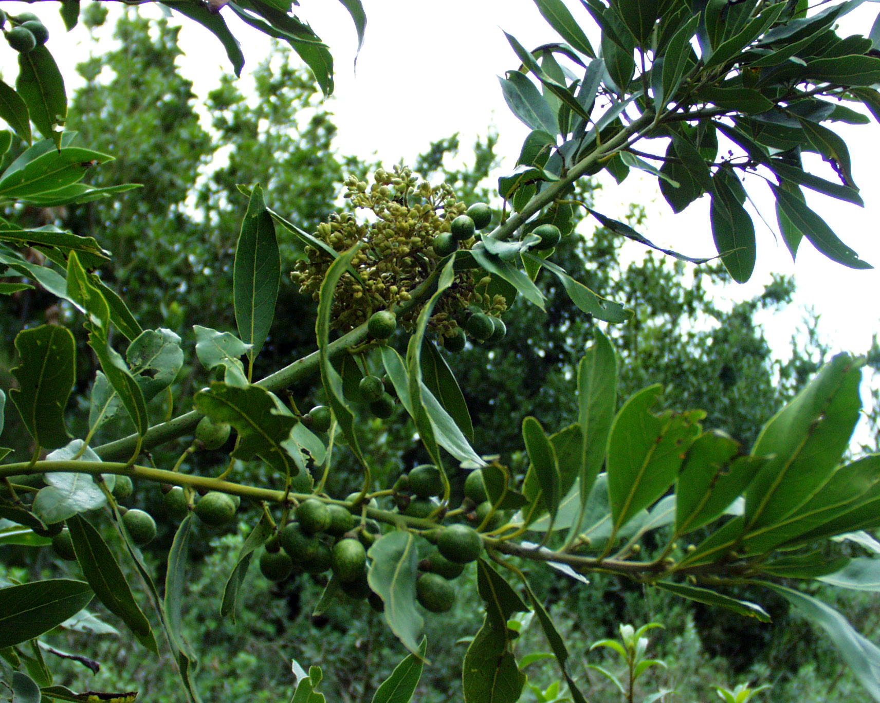 Laurus nobilis (i.13cmT.) Küchenlorbeer