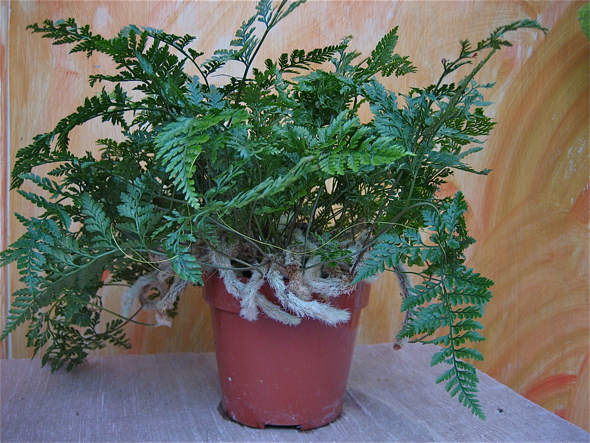 Davallia mariesii (Humata  tyermannii ) (i.13cmT.) Büchsenfarn