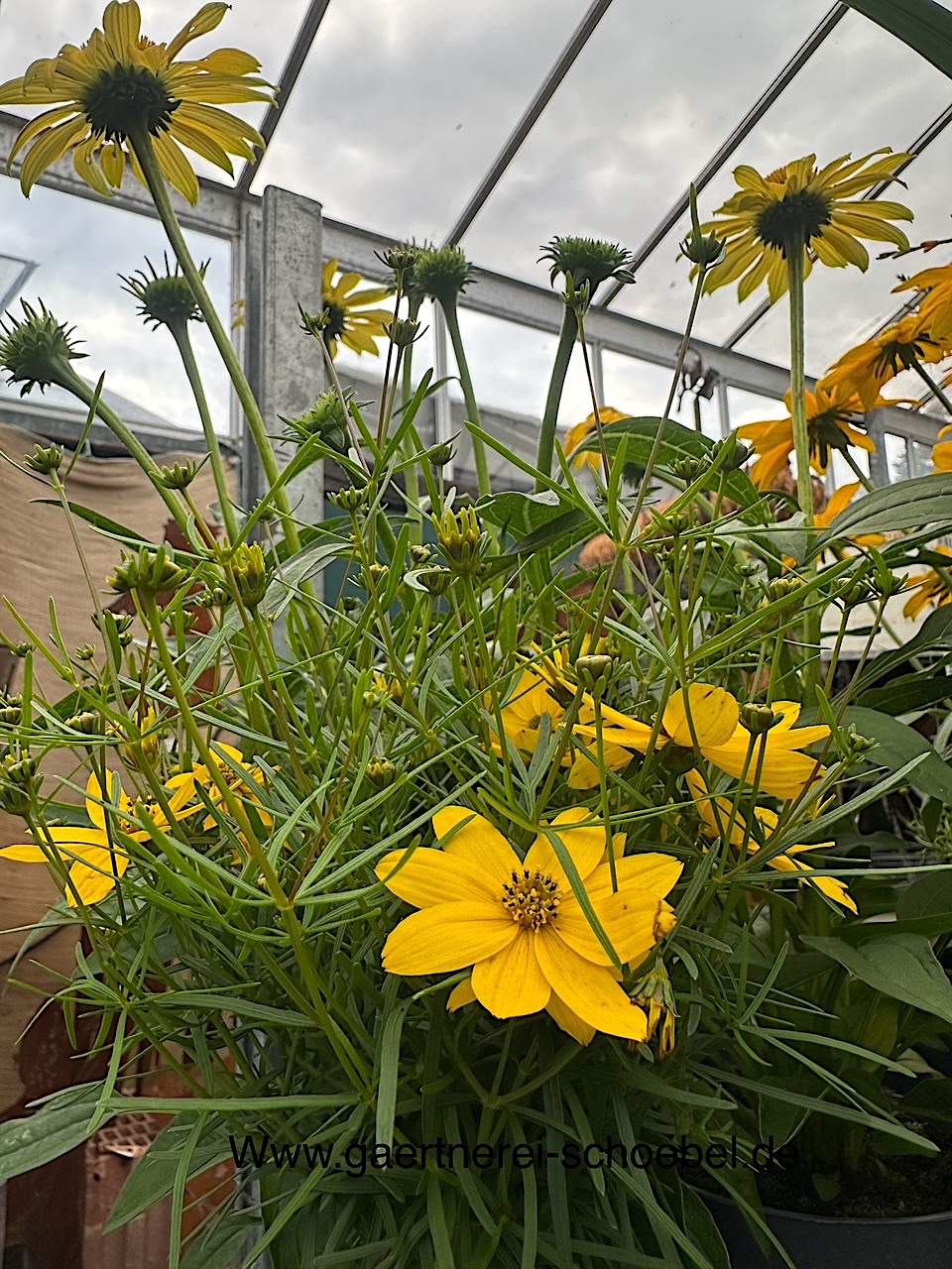 Coreopsis verticillata ´Zagreb`(i.13cm T.) Zwerg- Mädchenauge