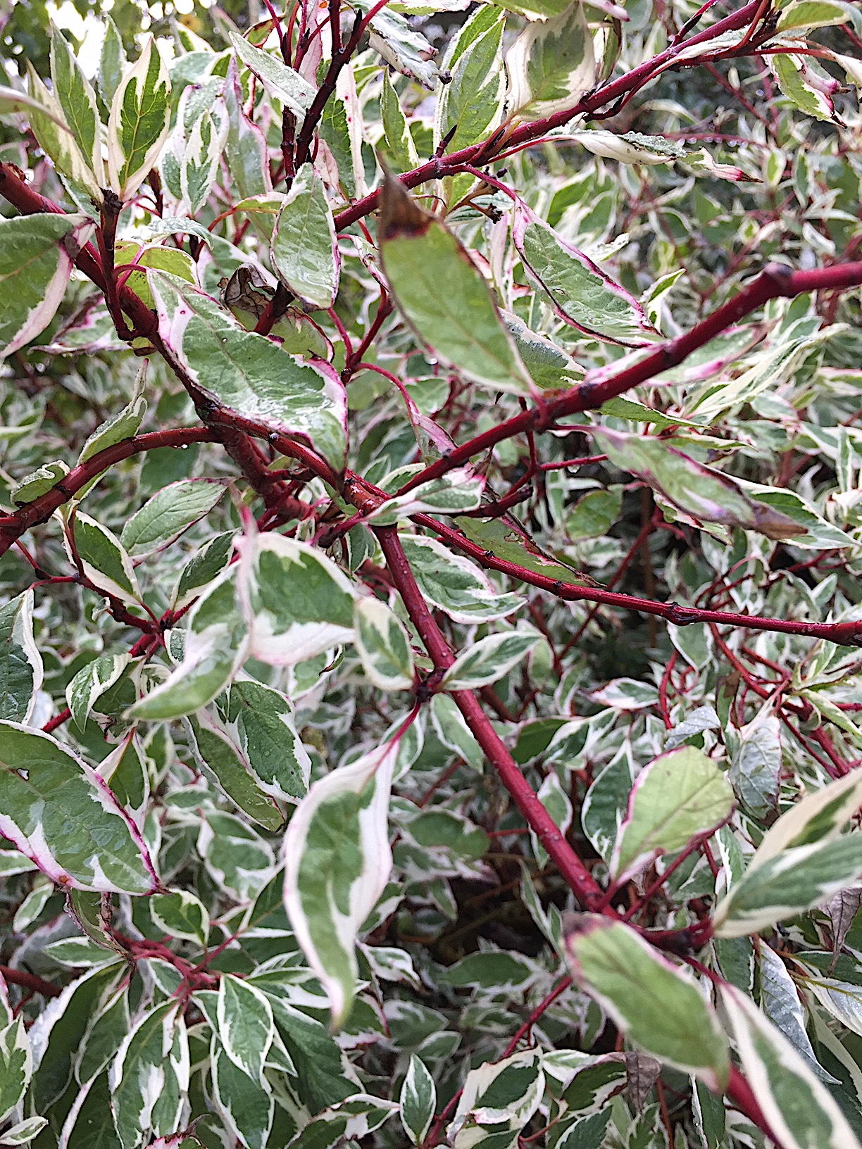 Cornus alba „Sibirica Variegata“ (i.5l T.), Purpur-Hartriegel 'Sibirica'