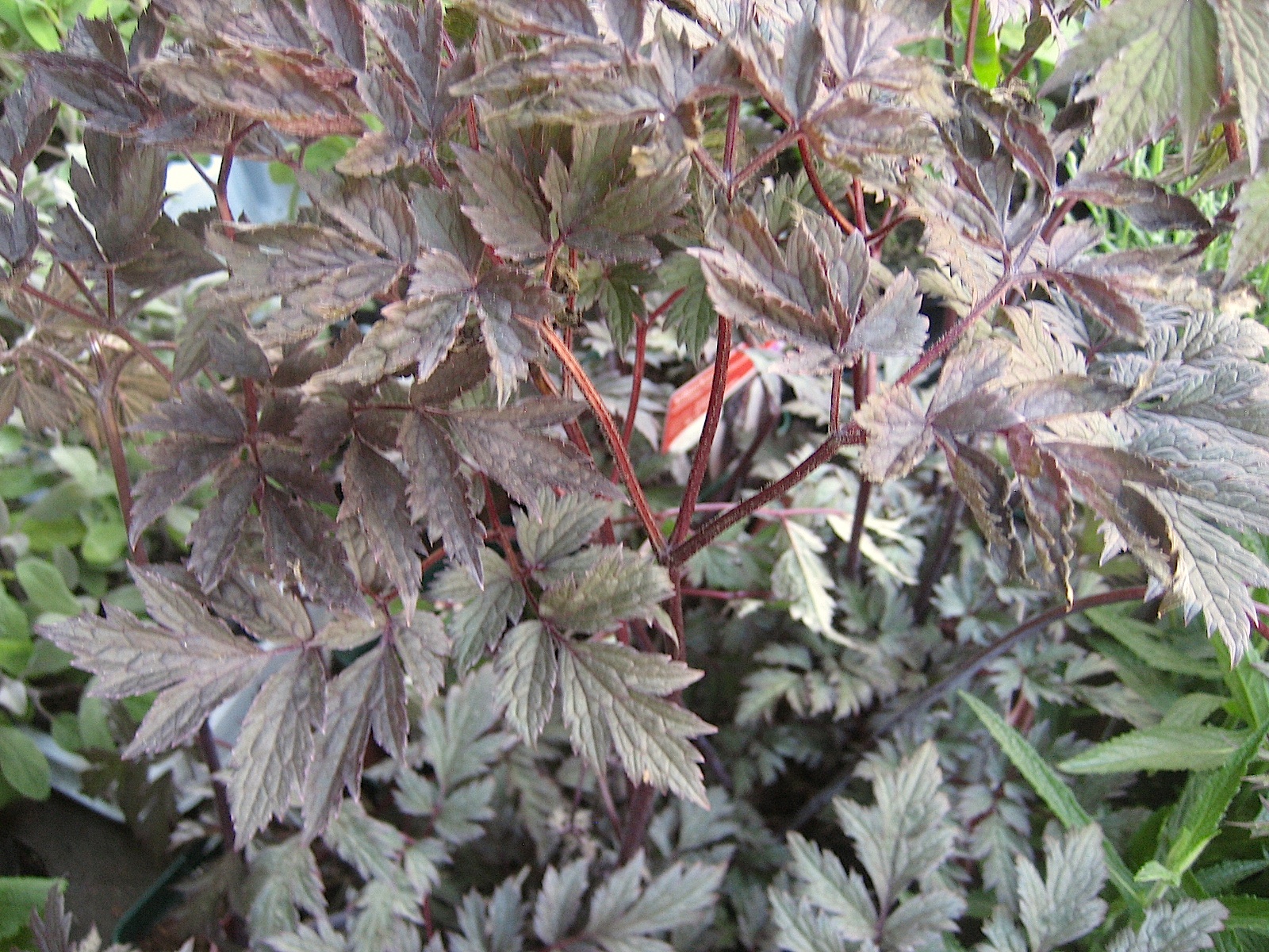 Cimicifuga (Actaea) racemosa "Chocoholic" ®  Silberkerze (i.11cmT.)