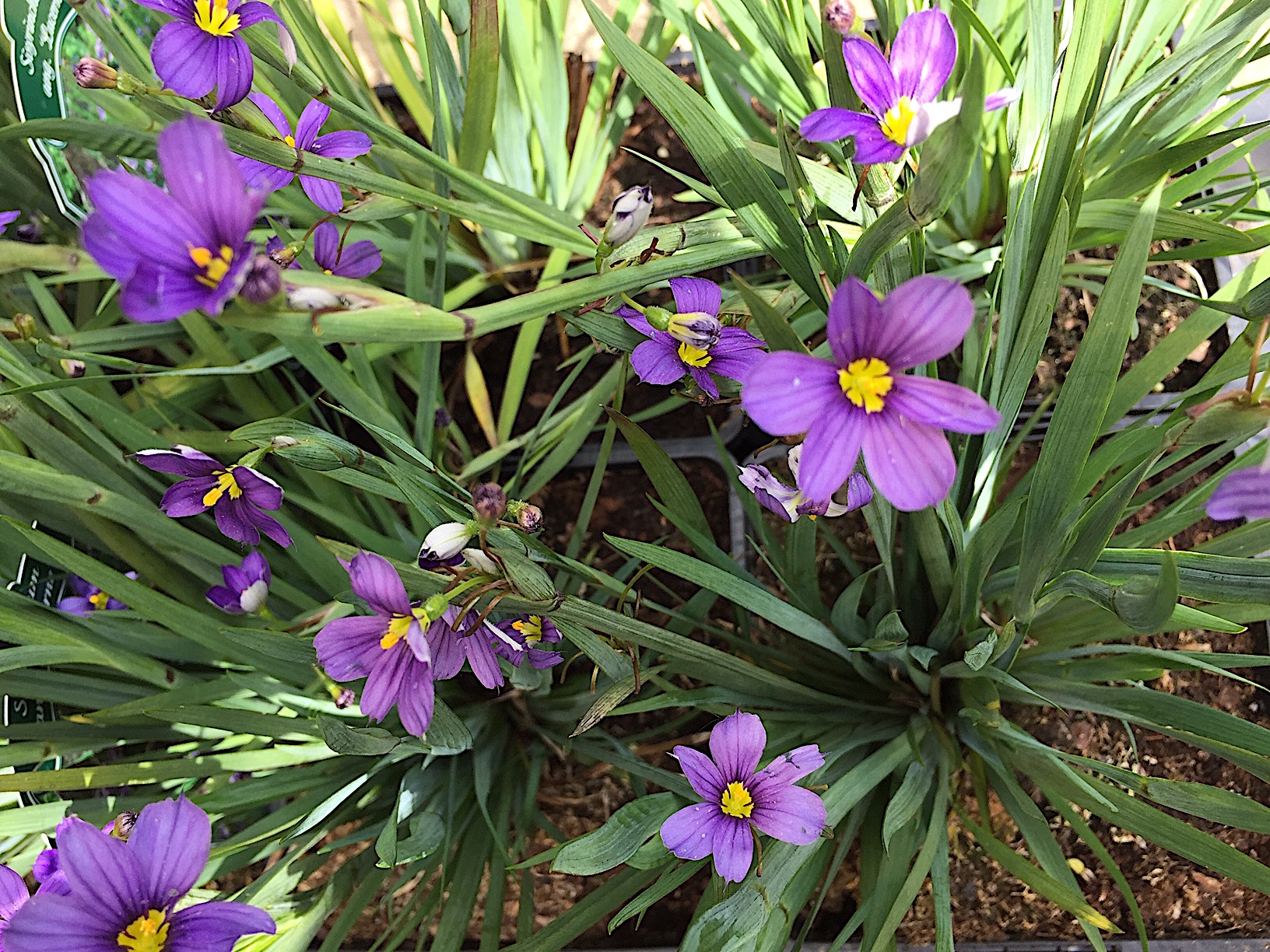 Sisyrinchium angustifolium „Sisland Blue“ (i.12cmT.), Binsenlilie