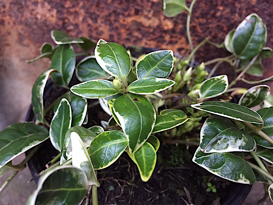 Vinca minor "Ralph Shugert" (i.13cmT.)  hell blau Immergrün