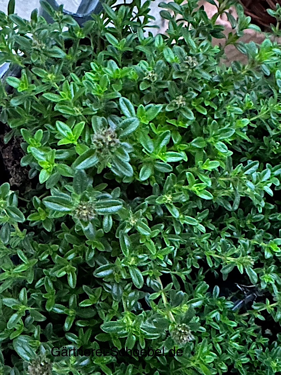 Satureja repanda  Bergbohnenkraut, kriechend (i.13cmT.)