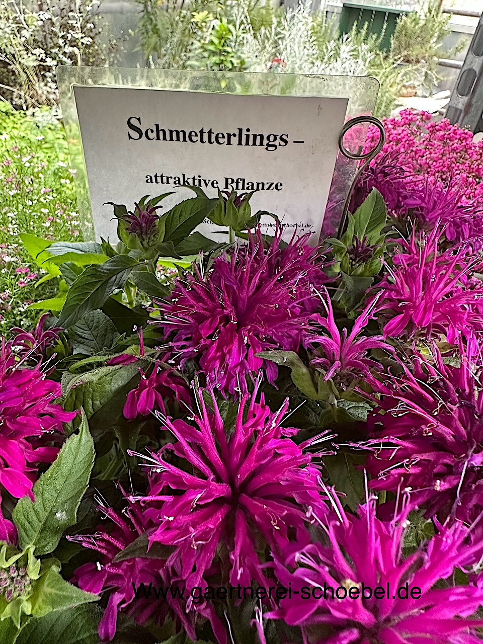 Monarda x fistulosa  "Blaustrumpf"(i.13cmT.) Goldmelisse, Indianernessel