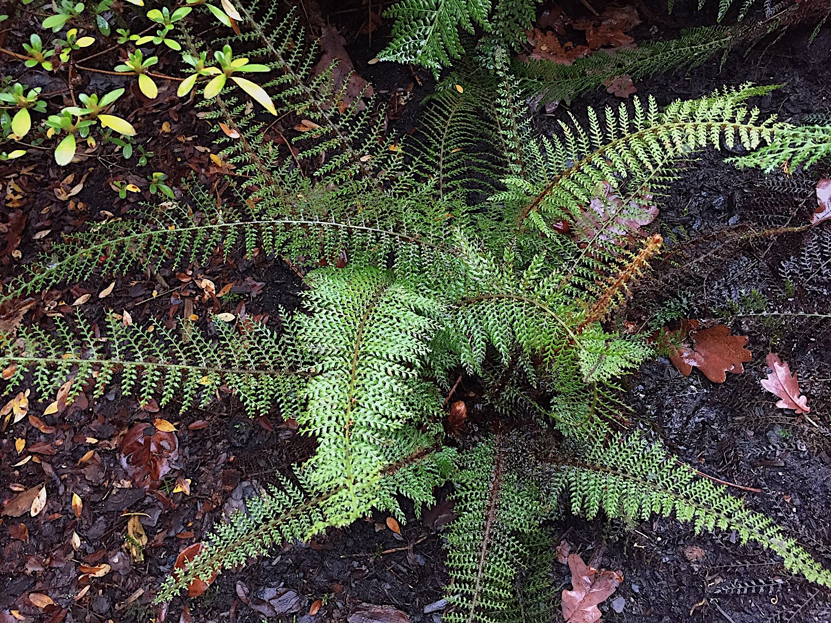 Polystichum set. (veget.) „Madame Patti“ (i.11 cm RundT.)