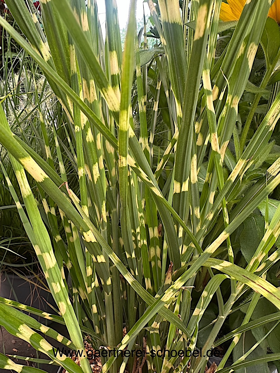 Miscanthus sinensis „Zebrinus strictus“(i.20cmT.)