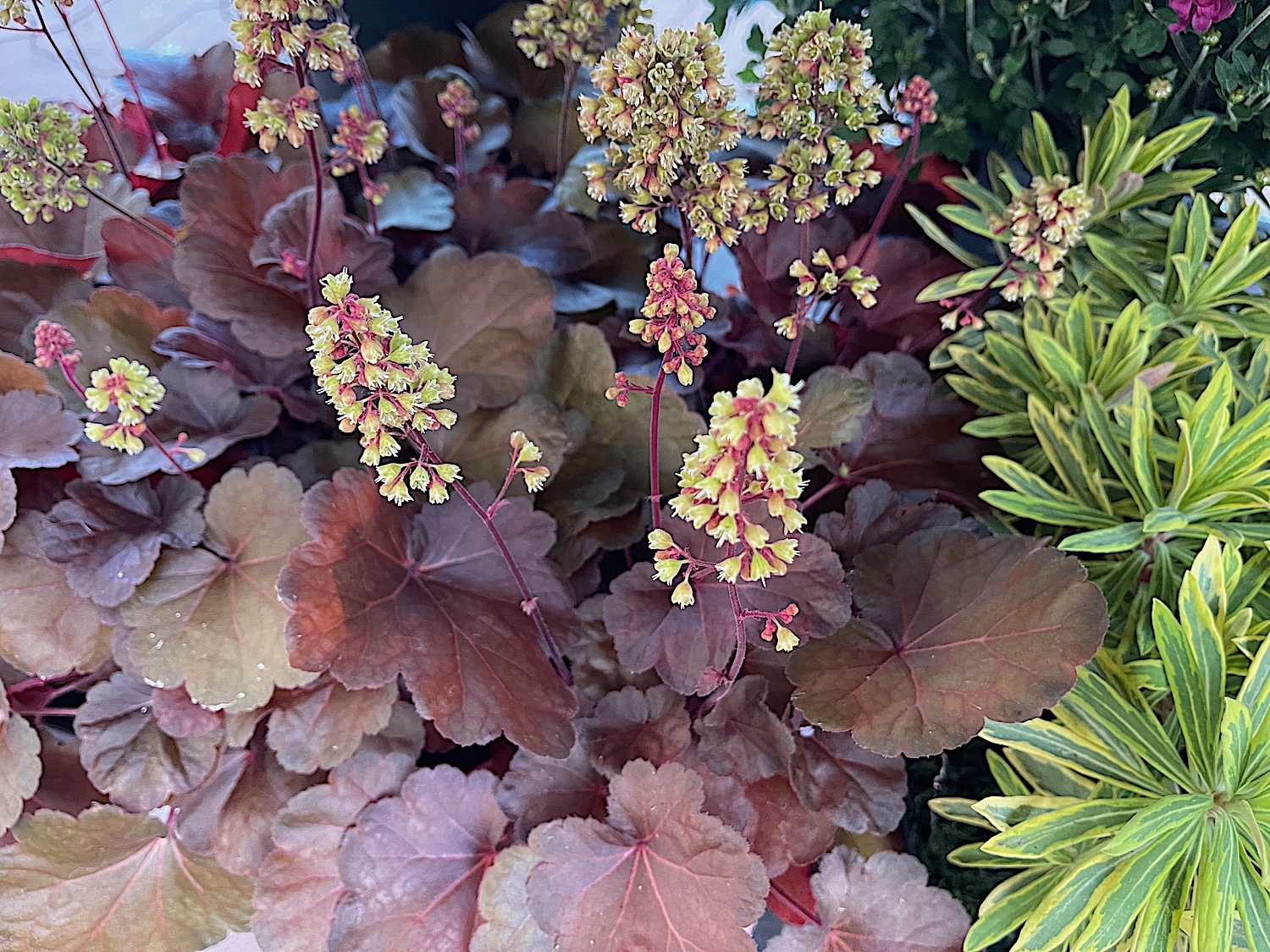 Heuchera micrantha „Blondi“ (i.12cmT.)